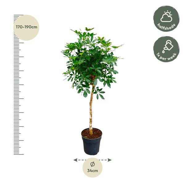 Image of Strahlenaralie – Schefflera auf Stiel – Zimmerpflanze 170cm – Ø35cm – Immergrüne Grünpflanze mit handförmigen Blättern – Tropische XXL-1