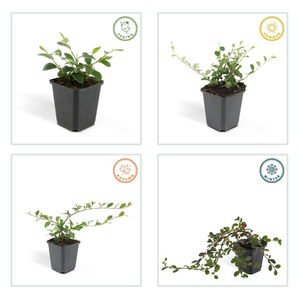 Image of Teppichmispel Cotoneaster dammeri 'Major' – 12 Pflanzen – ↕25cm – Ø9cm – Bodendecker – Winterhart & pflegeleicht – Sonne & Schatten-4