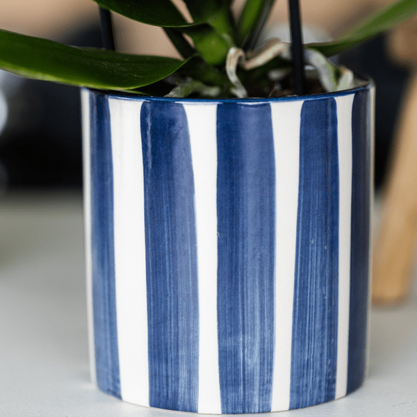 Image of Pflanzset Phalaenopsis Orchidee Amabilis Weiß & Sukkulente Crassula Hobbit – Im blauen Painted Stripe Keramiktopf Ø9cm + Ø6cm-3