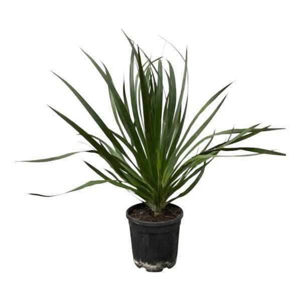 Image of Dracaena Draco – Drachenbaum – Zimmerpflanze – Ø24cm – Höhe ca. 100cm – pflegeleichte exotische Grünpflanze für Wohnzimmer und Büro