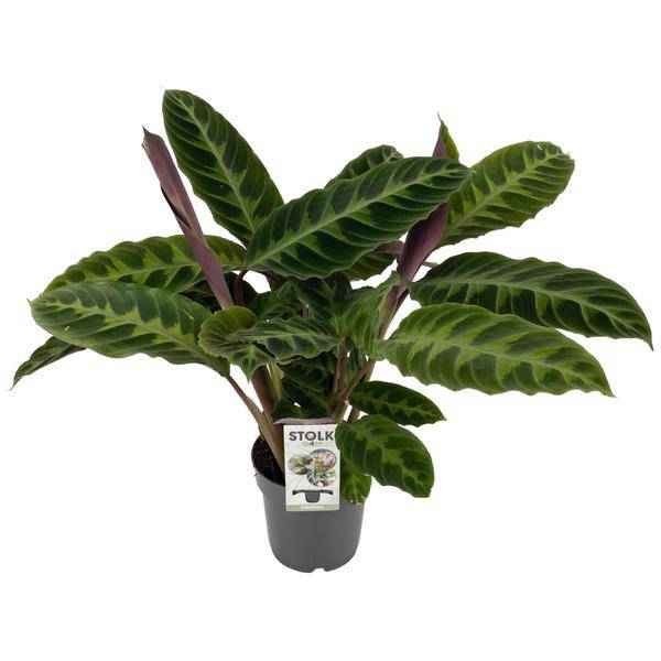 Image of Calathea Warscewiczii – Korbmarante – Zimmerpflanze – Ø14cm – Höhe ca. 50cm – Exotisches Blattmuster – Pflegeleicht & Luftreinigend-0