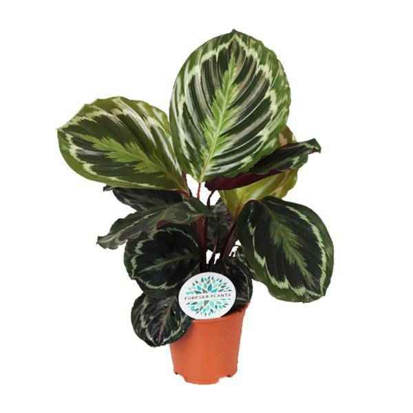 Image of Korbmarante Calathea Medaillon – Zimmerpflanze Ø14cm ca. 45cm hoch – Exotische Blattpflanze mit lebhaften Mustern – Pflegeleicht im Halbschatten-0