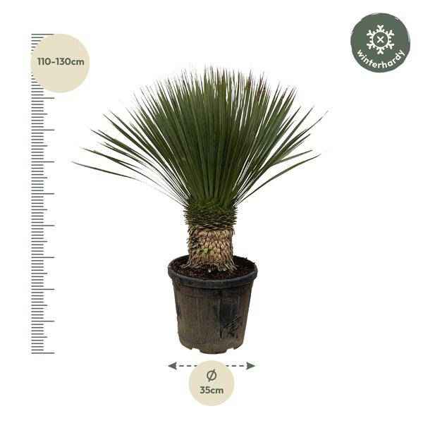 Image of Palmlilie Zimmerpflanze Ø38cm ↕100cm – pflegeleichte Grünpflanze für Wohnzimmer, Büro & helle Standorte kaufen-1