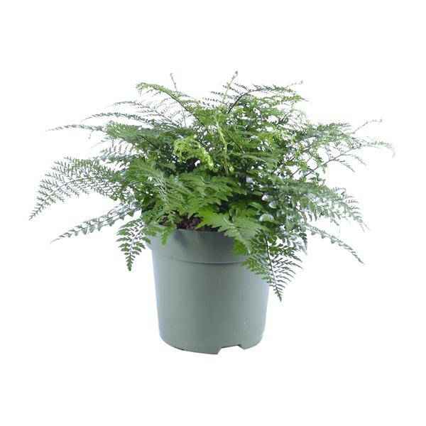 Image of Nestfarn – Asplenium Parvati – Zimmerpflanze – Ø27cm – ↕50cm – Tropische Grünpflanze mit filigranen Wedeln – Pflegeleicht & luftreinigend-0