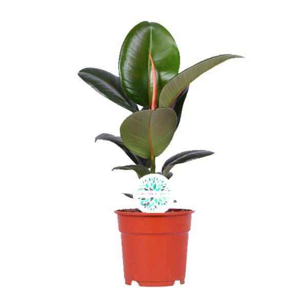 Image of Gummibaum Ficus Elastica Robusta Zimmerpflanze Ø17cm ↕55cm – pflegeleichte Grünpflanze für Wohnzimmer, Büro & helle Standorte kaufen-0