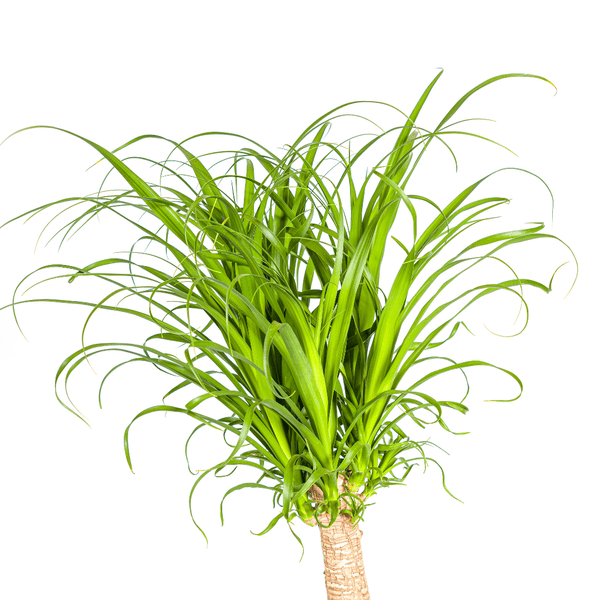 Image of Beaucarnea Recurvata – Elefantenfuß – Zimmerpflanze – Ø27cm – ↕120cm – Pflegeleichte Sukkulente mit markantem Stamm – Luftreinigende Pflanze für Zuhause & Büro