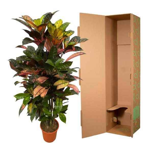 Image of Codiaeum Croton Iceton – Wunderstrauch – Bunte Zimmerpflanze mit Farbspiel – Exotische Blätter – Ø24cm – ↕110cm-2