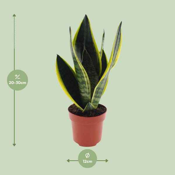 Image of Bogenhanf – Sansevieria Futura Superba – Zimmerpflanze – Ø12cm – ↕30cm – pflegeleichte Schwiegermutterzunge mit dekorativen Blättern-1