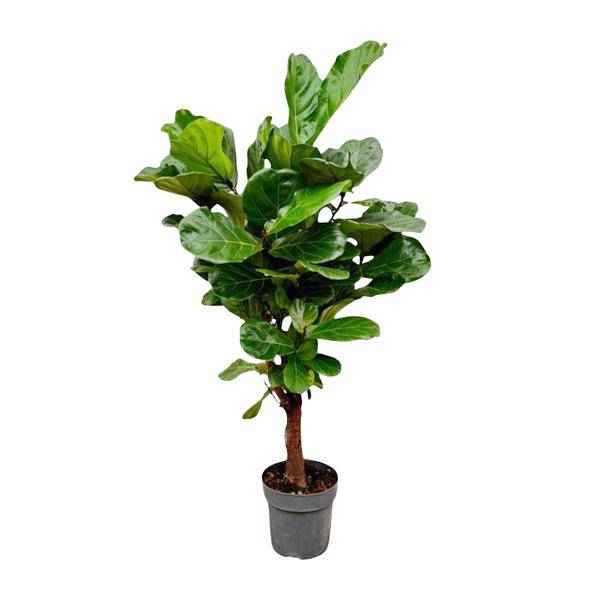 Image of Geigenfeige Ficus Lyrata Zimmerpflanze Ø27cm ↕130cm – pflegeleichte Grünpflanze für Wohnzimmer, Büro & helle Standorte kaufen-0
