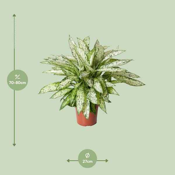 Image of Dieffenbachie Vesuvius Zimmerpflanze Ø27cm ↕80cm – pflegeleichte Grünpflanze für Wohnzimmer, Büro & helle Standorte kaufen-1