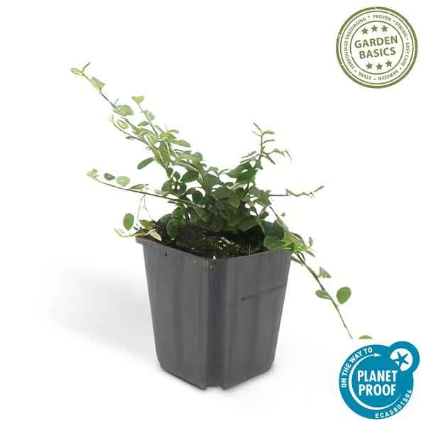 Image of Cotoneaster prostratus 'Königin der Teppiche' – Teppichmispel – Ø9cm – ↕10-25cm – 60 Pflanzen – Robuster Bodendecker mit Blüten & Beeren-2