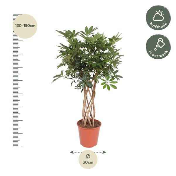 Image of Strahlenaralie – Schefflera Arboricola Compacta – Zimmerpflanze – 130cm – Ø30cm – Indoor