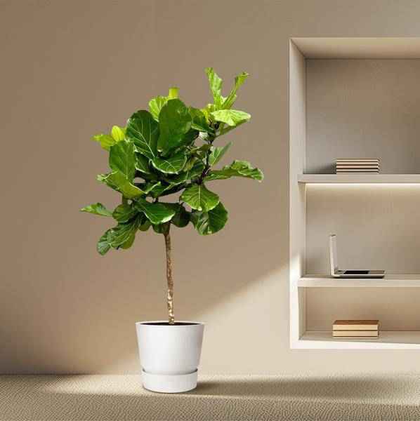 Image of Geigen – Feige – Ficus Lyrata – Zimmerpflanze 210cm – Ø40cm – XXL – Designpflanze mit großen geigenförmigen Blättern – Pflegeleicht