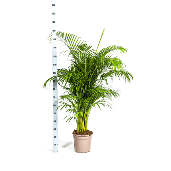 Image of Dypsis Areca lutescens – Goldfruchtpalme – Zimmerpflanze – Ø27 cm – Höhe 150-170 cm – Tropische, federartige Blätter – Ideal für Wohnräume & Büro