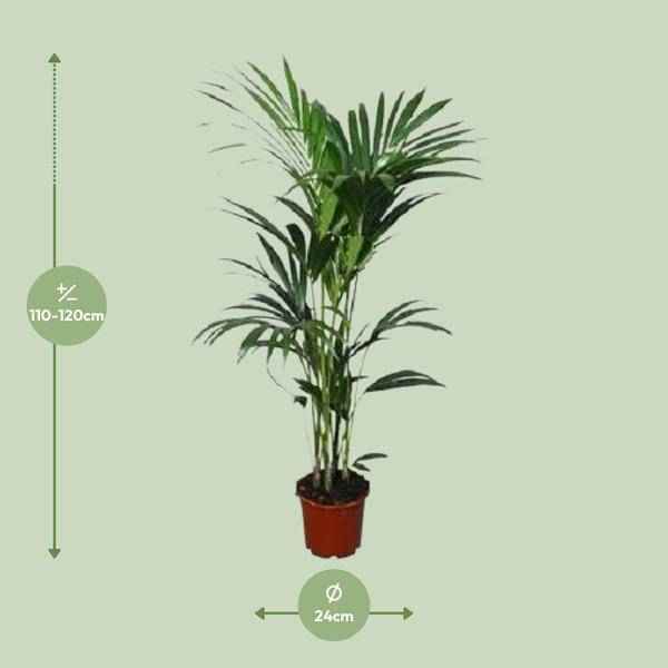 Image of Kentia – Palme (Howea forsteriana) – Zimmerpflanze – Ø22cm – 120cm hoch – Luftreinigend & Pflegeleicht-1