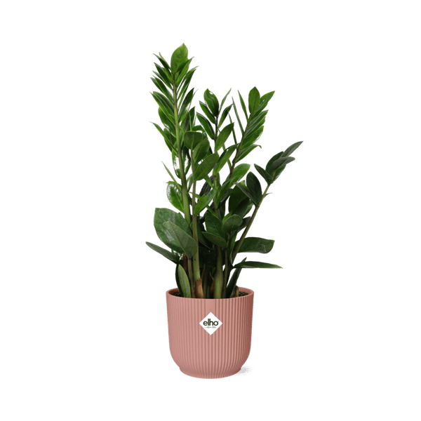 Image of Glücksfeder Zamioculcas Zimmerpflanze Ø14cm ↕45-50cm – pflegeleichte Grünpflanze für Wohnzimmer, Büro & helle Standorte kaufen-0