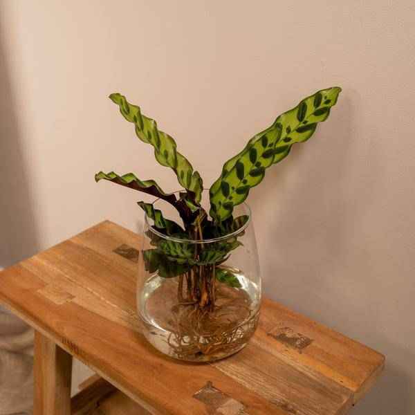 Image of Korbmarante Calathea Insignis – Hydroponische Zimmerpflanze im Kingston – Glas – Ø12cm – 30cm Höhe – grünes dekoratives Laub-1