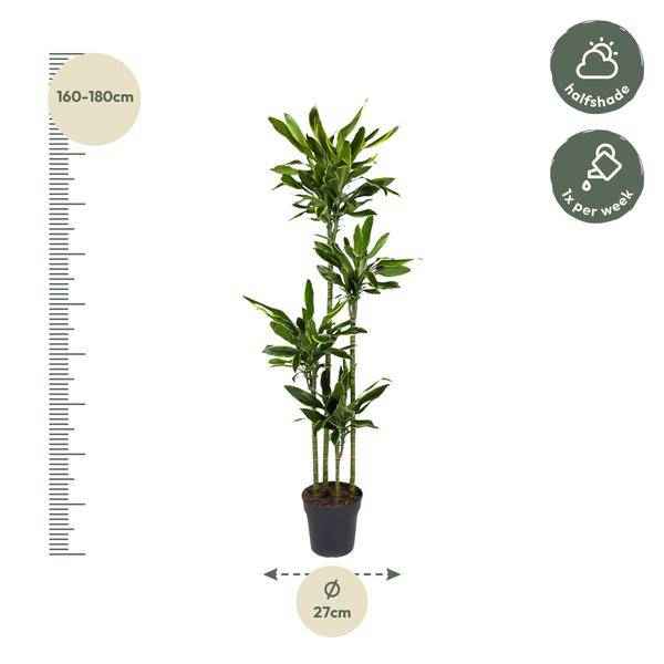 Image of Drachenbaum – Dracaena Golden Coast 170cm – Ø27cm – Exotische Zimmerpflanze mit grünen und goldenen Blättern-1