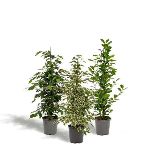 Image of Pflanzenset Ficus Benjamina Danielle + Twilight + Microcarpa Moclame – Zimmerpflanzen – je Ø21cm – ca. 95cm Höhe – Luftreinigende grüne Schönheiten für helle Innenräume-0