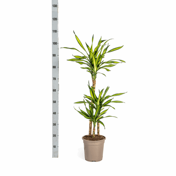 Image of Drachenbaum Dracaena deremensis Rikki 90-110cm 21cm Zimmerpflanze pflegeleicht grüne Blattpflanze für Wohnzimmer Büro Flur moderne große Grünpflanze-4