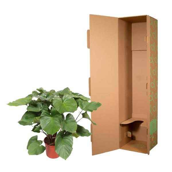 Image of Homalomena Rubescens Zimmerpflanze Ø34cm ↕140cm – pflegeleichte Grünpflanze für Wohnzimmer, Büro & helle Standorte kaufen-2