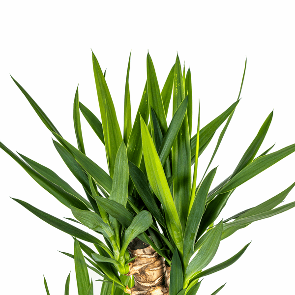 Image of Yucca Elephantipes – Riesen – Palmlilie – Zimmerpflanze Ø24cm ↕120-140cm – Robust & pflegeleicht – Schwertförmige Blätter – Modernes Design-1