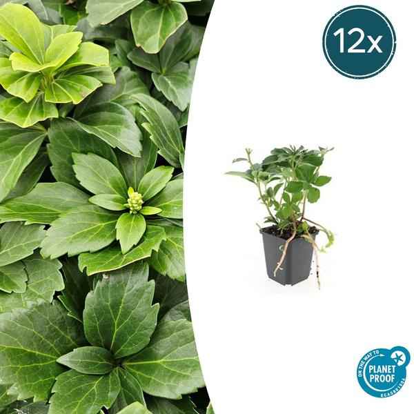 Image of Pachysandra terminalis – 12 Pflanzen – Japanischer Ysander – Immergrüner Bodendecker – Schatten & Halbschatten – Pflegeleicht & Robust