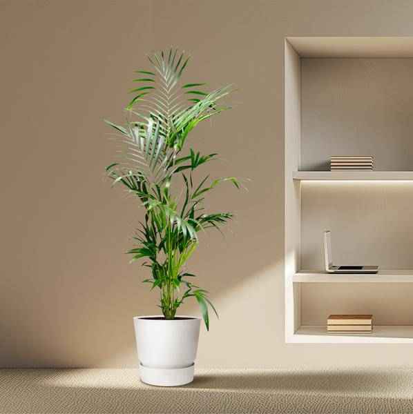 Image of Kentia – Palme – Howea forsteriana – Zimmerpflanze – 200cm – Ø24cm – Elegante Grünpflanze für Wohnzimmer, Büro & Wintergarten – Tropische Kübelpflanze-3