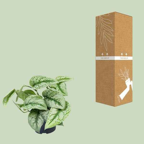 Image of Gefleckte Efeutute – Scindapsus Pictus Trebie – Zimmerpflanze – Ø12cm – 20cm hoch – pflegeleicht – hängende Ranken – Halbschatten – Indoor – Pflanze-2