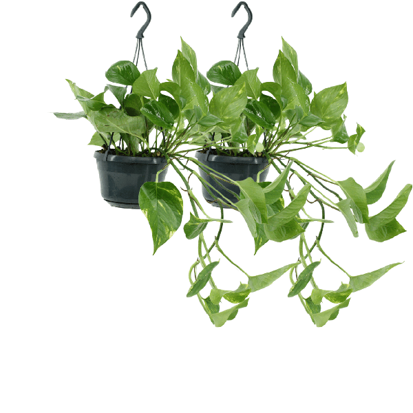 Image of Efeutute Epipremnum Aureum Scindapsus Zimmerpflanze Ø15cm ↕25cm – pflegeleichte Grünpflanze für Wohnzimmer, Büro & helle Standorte kaufen-0