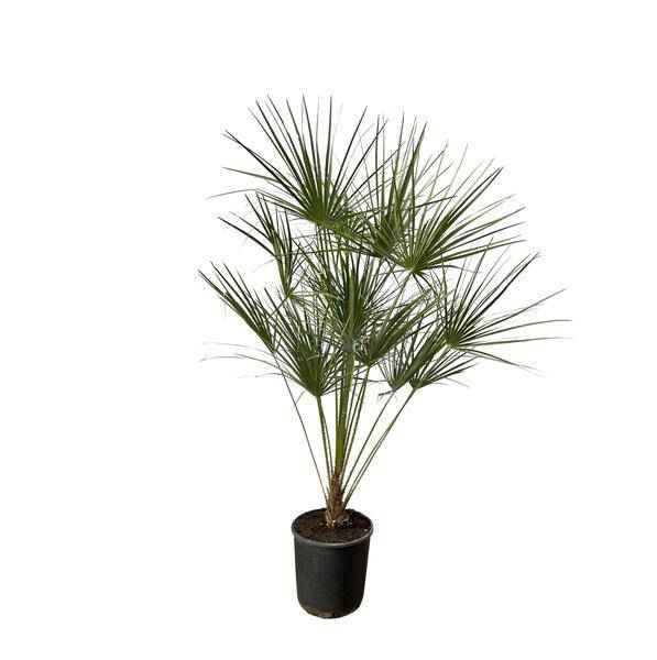 Image of Chamaerops Humilis – Zwergpalme – Zimmerpflanze oder Outdoor Palme – Ø28cm – Höhe ca. 160cm – immergrüne Fächerpalme für Innen – und Außenbereich-0