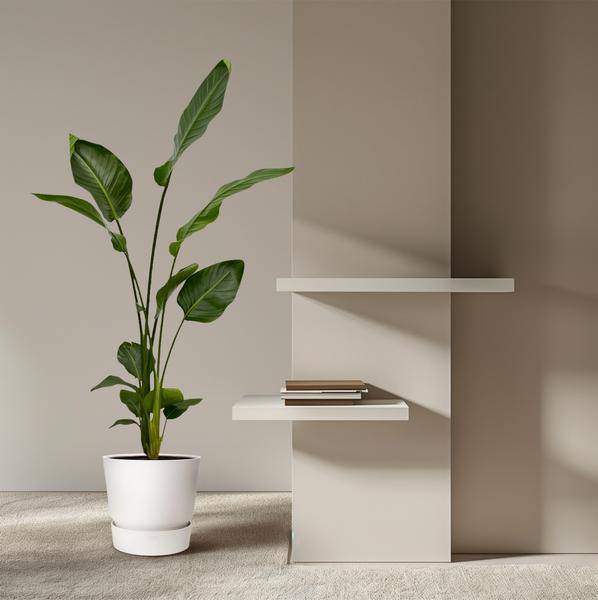 Image of Strelitzia Nicolai – Baum-Strelitzie – 2 Pflanzen – Zimmerpflanzen ca. 130cm – ø17cm – Weißer Paradiesvogel – Tropische XL-Grünpflanzen für Wohnzimmer, Büro & Wintergarten-4