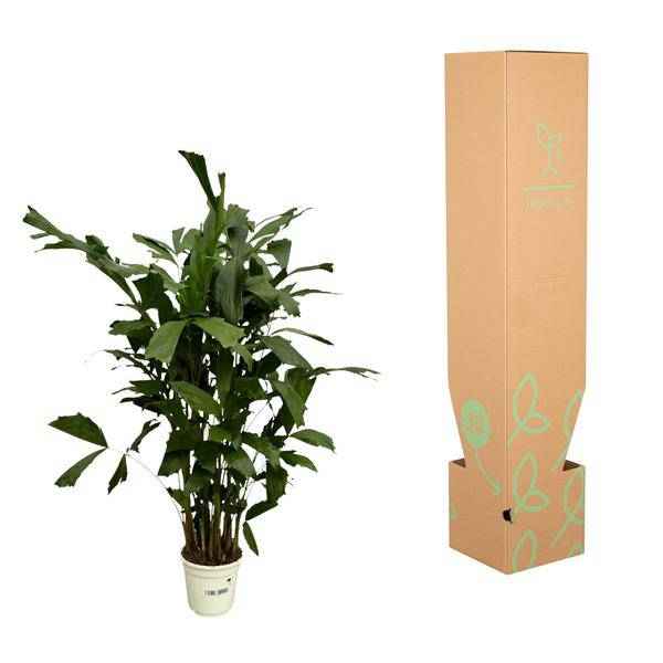 Image of Fischschwanzpalme – Caryota Mitis – Tropische Zimmerpflanze ↕120cm – Ø19cm – Exotische Palme mit gefiederten Blättern