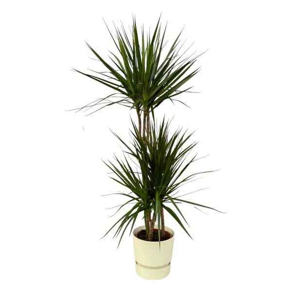 Image of Dracaena Marginata – Drachenbaum – Zimmerpflanze ca. 120cm – Ø21cm – inkl. Pflanzgefäß Greenville Weiß D24xH23-0