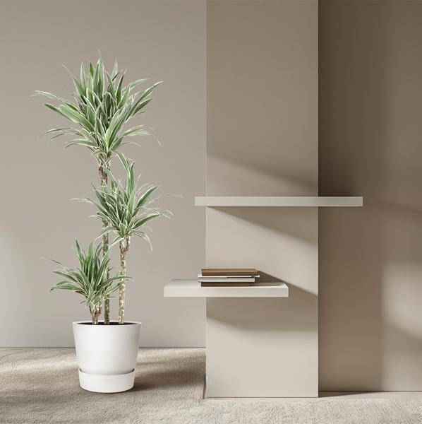 Image of Drachenbaum Zimmerpflanze Ø24cm ↕150cm – pflegeleichte Grünpflanze für Wohnzimmer, Büro & helle Standorte kaufen-3