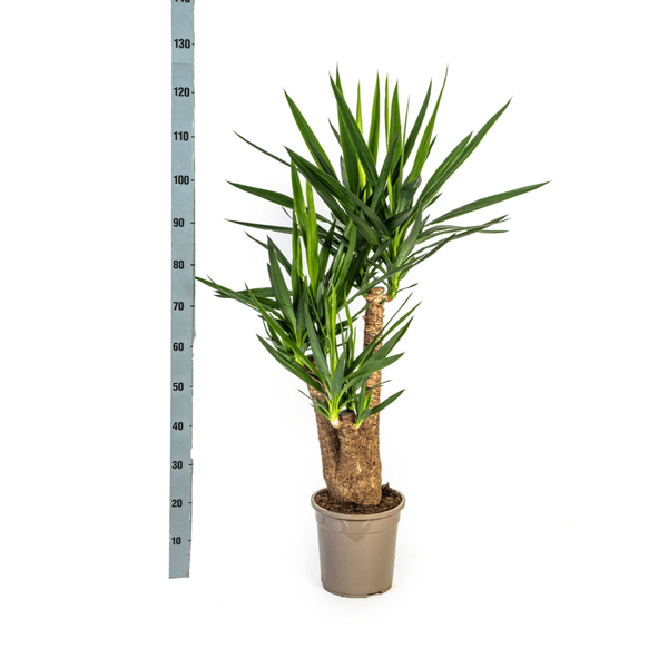 Image of Riesen – Palmlilie – Yucca Elephantipes – Zimmerpflanze – Ø24cm – ↕90-100cm – Pflegeleicht & robust – Luftreinigend-4