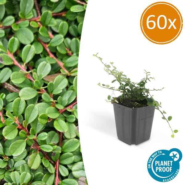 Image of Zwergmispel Cotoneaster prostratus 'Streib's Findling' – ↕10-25cm – Ø9cm – 60 Pflanzen – Robuster Bodendecker – Weiße Blüten & rote Beeren-1
