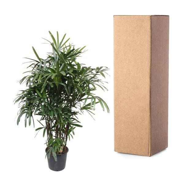 Image of Steckenpalme Rhapis Excelsa Zimmerpflanze Ø40cm ↕190cm – tropische Grünpflanze für Wohnzimmer, Büro & helle Standorte kaufen