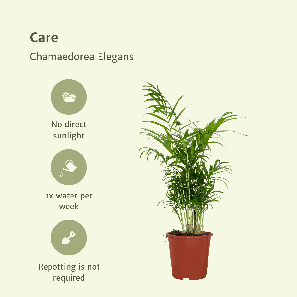 Image of Mexikanische Bergpalme Chamaedorea Elegans Zimmerpflanze Ø17cm ↕55cm – tropische Grünpflanze für Wohnzimmer, Büro & helle Standorte kaufen-4