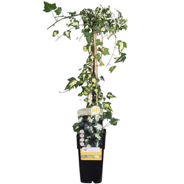 Image of Gold – Efeu – Hedera helix ‘Goldheart’ – Ø15cm – ca. 65cm hoch – Immergrüne & winterharte Kletterpflanze mit gelbgrünen Blättern-0