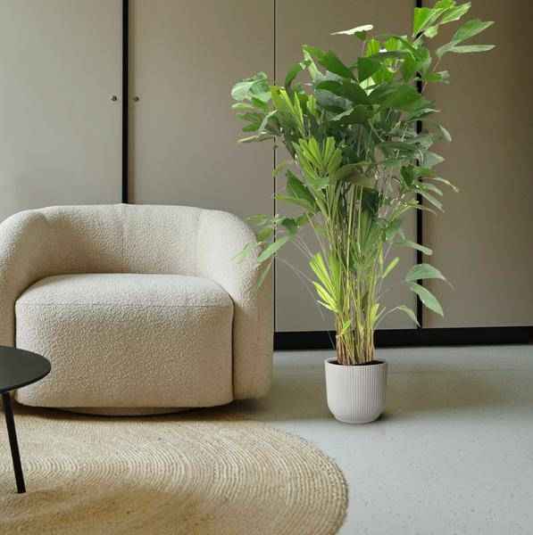 Image of Caryota Mitis – Fischschwanzpalme – Zimmerpflanze ca. 140cm – Ø24cm – Tropische Palme mit gefiederten Blättern für Wohnzimmer, Büro & Wintergarten-3