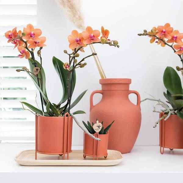 Image of Ovales Tablett aus Bambus – 30cm – Natur – Deko für Pflanzen & Wohnaccessoires – Handlich & stilvoll – Ideal für Blumentöpfe & Pflanzensets-1