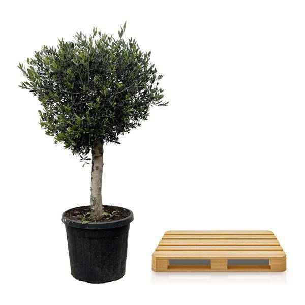 Image of Olivenbaum – Olea Europaea Lorc 180cm – Ø50cm – Mediterrane Kübelpflanze mit silbergrünen Blättern – Pflegeleicht