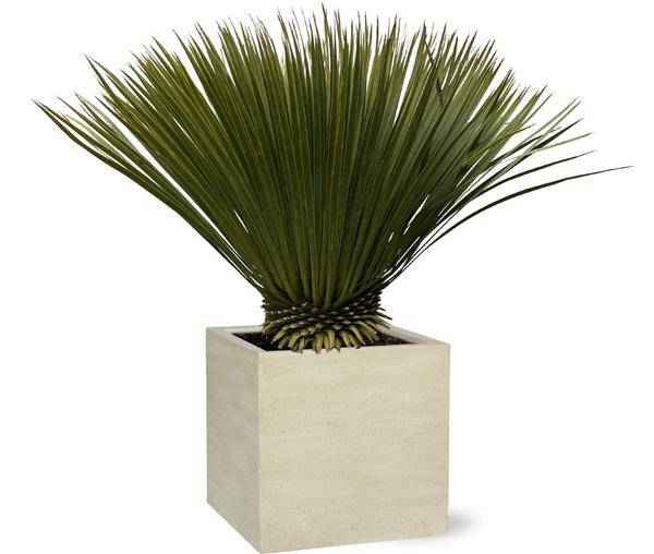 Image of Palmlilie Yucca Rostrata Zimmerpflanze Ø30cm ↕70cm – pflegeleichte Grünpflanze für Wohnzimmer, Büro & helle Standorte kaufen-0