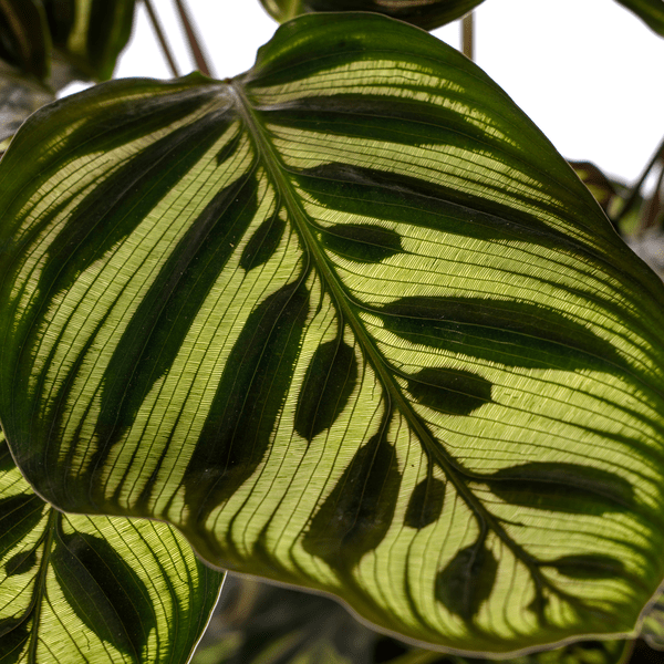 Image of Calathea Makoyana Pfauen – Korbmaranthe – Zimmerpflanze Ø17cm – ca. 40-50cm hoch – Dekorative Blätter mit roter Unterseite