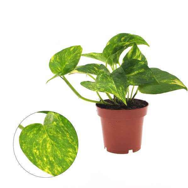Image of Efeutute Epipremnum Aureum Zimmerpflanze Ø12cm ↕25cm – pflegeleichte Grünpflanze für Wohnzimmer, Büro & helle Standorte kaufen-0