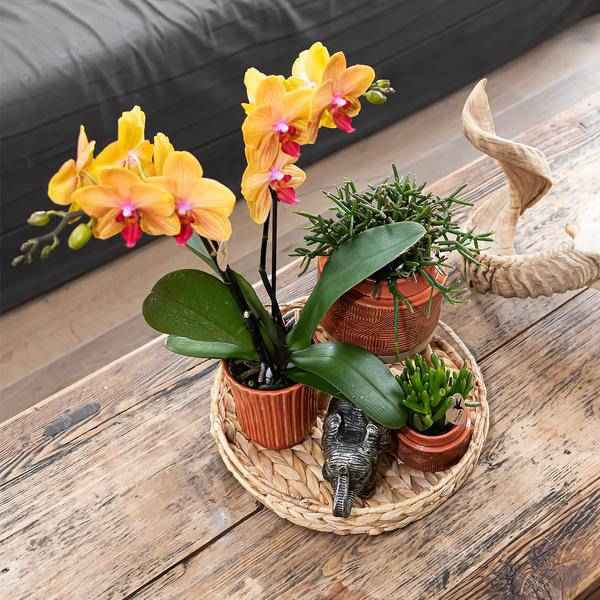 Image of Dekorative Schale Zimmerpflanze Ø30cm – pflegeleichte Grünpflanze für Wohnzimmer, Büro & helle Standorte kaufen-4