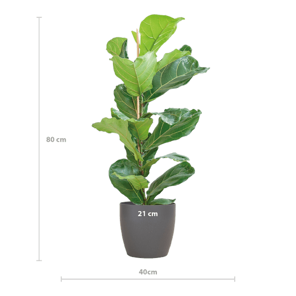 Image of Ficus Lyrata – Geigen – Feige – Zimmerpflanze – 80cm – Ø21cm – inkl. Übertopf – Große Blätter, pflegeleicht, dekorativ-1