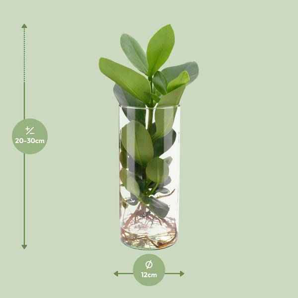 Image of Clusia im Zylinderglas Zimmerpflanze Ø12cm ↕30cm – pflegeleichte Grünpflanze für Wohnzimmer, Büro & helle Standorte kaufen