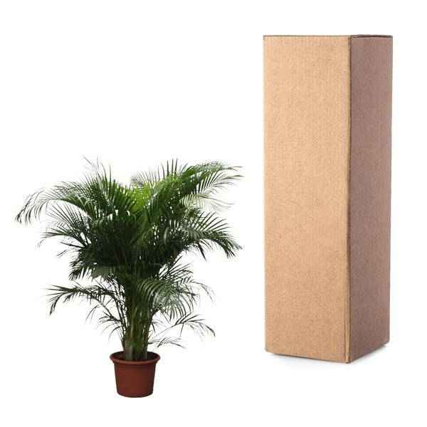 Image of Goldfruchtpalme Dypsis Lutescens Zimmerpflanze Ø40cm ↕230cm – tropische Grünpflanze für Wohnzimmer, Büro & helle Standorte kaufen-2